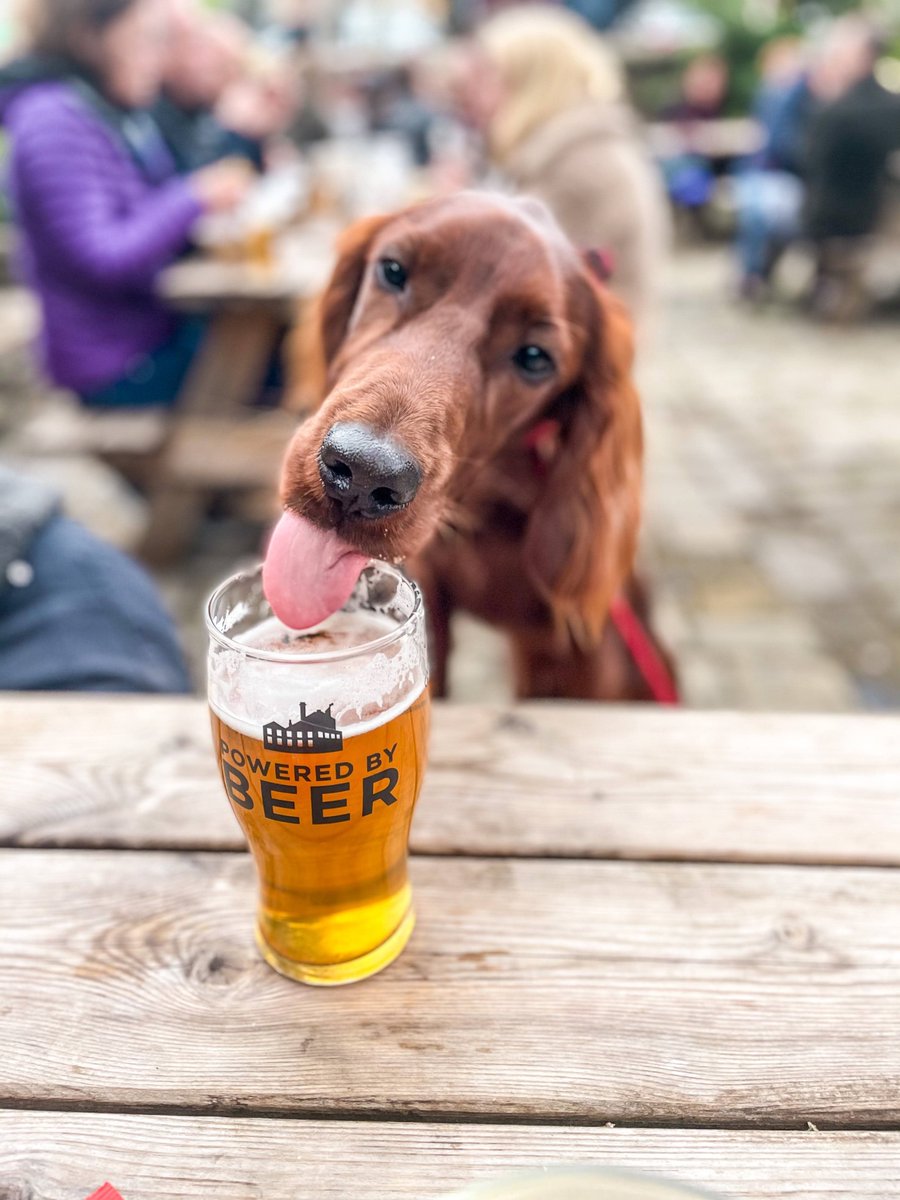 What are you drinking this weekend? #poweredbybeer #poweredbypooches