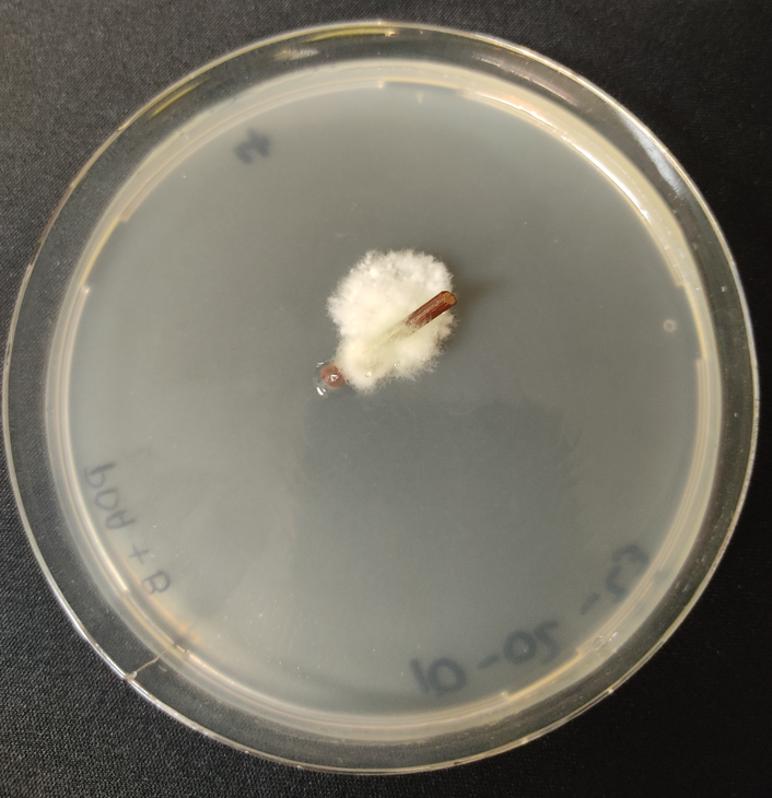 First genome of Ceratobasidium theobromae isolated from cassava (LAO1 🇱🇦), associated with #cassava witches' broom #disease in Southeast Asia. It is now the reference genome for the species at NCBI. The article is coming soon 👀

@BiovIntCIAT_eng @ACIARAustralia @CassDiseaseAsia