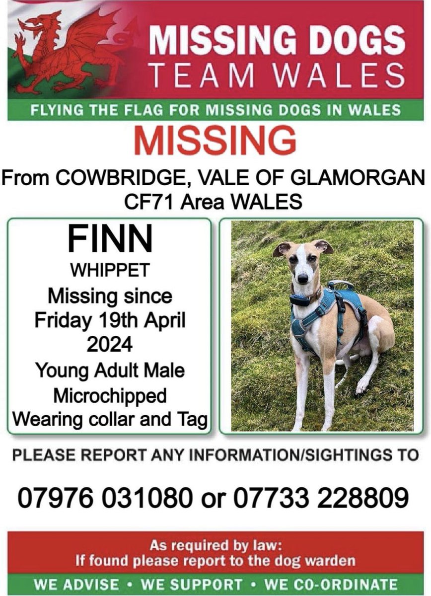 missingdogwales's tweet image. 🔺NERVOUS 🔺PLEASE DO NOT CALL OR CHASE 🔺
❗FINN #WHIPPET MISSING From #COWBRIDGE, #VALEOFGLAMORGAN, #CF71 area WALES ❗
❗SINCE FRIDAY 19th APRIL 2024.
🔺DO NOT CALL OR CHASE, PLEASE CALL NUMBER WITH ANY SIGHTINGS/INFORMATION ❗