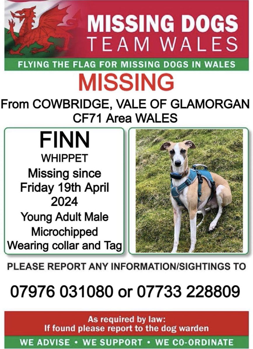 🔺NERVOUS 🔺PLEASE DO NOT CALL OR CHASE 🔺 ❗FINN #WHIPPET MISSING From #COWBRIDGE, #VALEOFGLAMORGAN, #CF71 area WALES ❗ ❗SINCE FRIDAY 19th APRIL 2024. 🔺DO NOT CALL OR CHASE, PLEASE CALL NUMBER WITH ANY SIGHTINGS/INFORMATION ❗