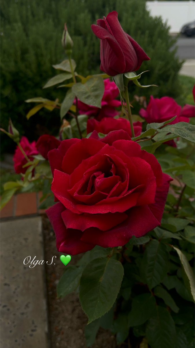 For you my dear friends 🌹🌿🥀
      
From my garden 🪴 ♥️🕊️

            📸 By Me 💚