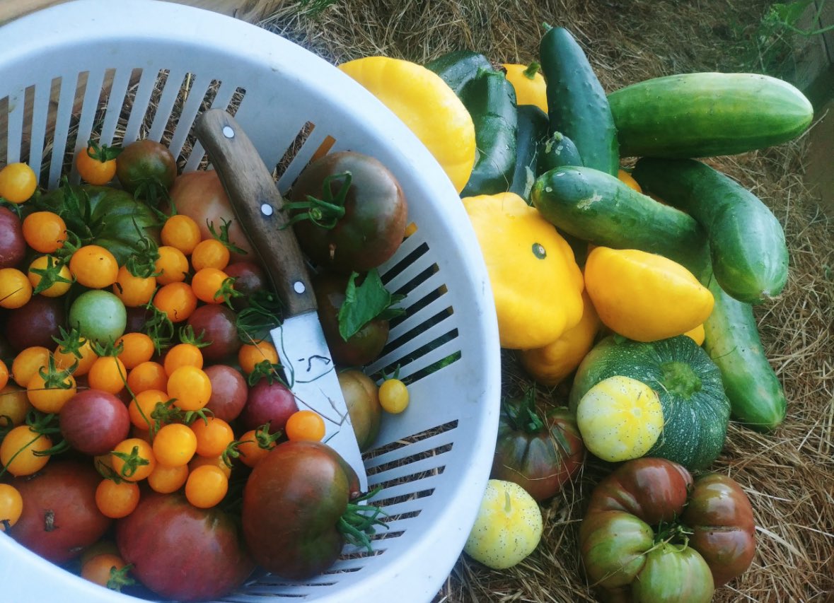 Mijn missie heel X naar een eigen #moestuin! Iedereen die controle heeft over zijn eigen voedsel en groenten! Gebruik elke vierkante meter! #growyourownfood