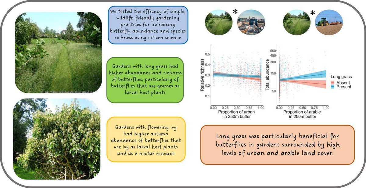 Allowing grass to grow long in your garden can greatly boost butterflies. Along with having Holly or Ivy present plus if you live in a city or arable farming area can boost numbers upto 90%. This research by BC involved 600 gardens in the Garden Butterfly Scheme. Proof at last!
