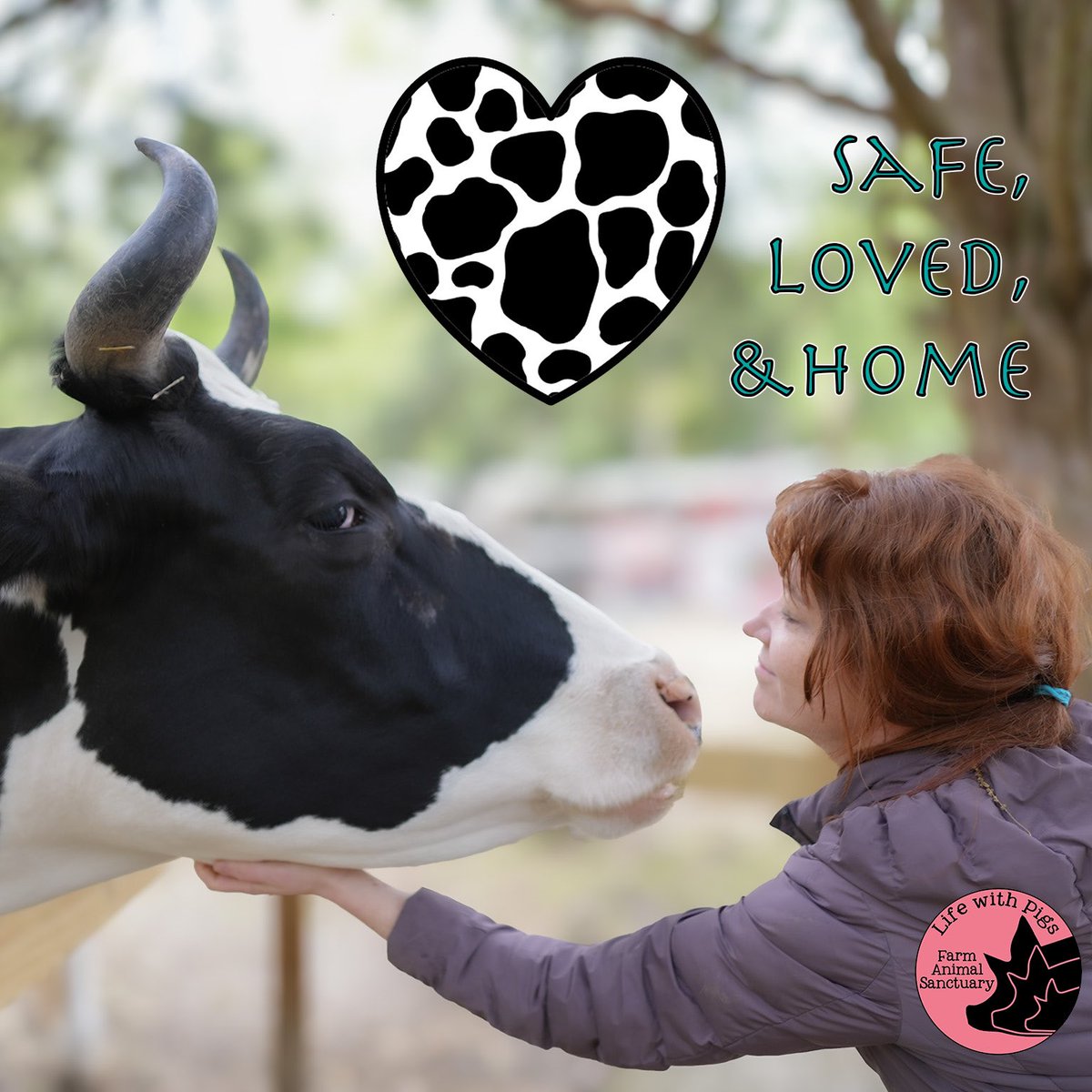 At Life With Pigs, when we say we are creating Happily Ever Afters, we truly mean that we are fostering a bond between humans and animals where they all belong to one big, loving family. And we want each and every individual to feel safe, loved, and know they are home!