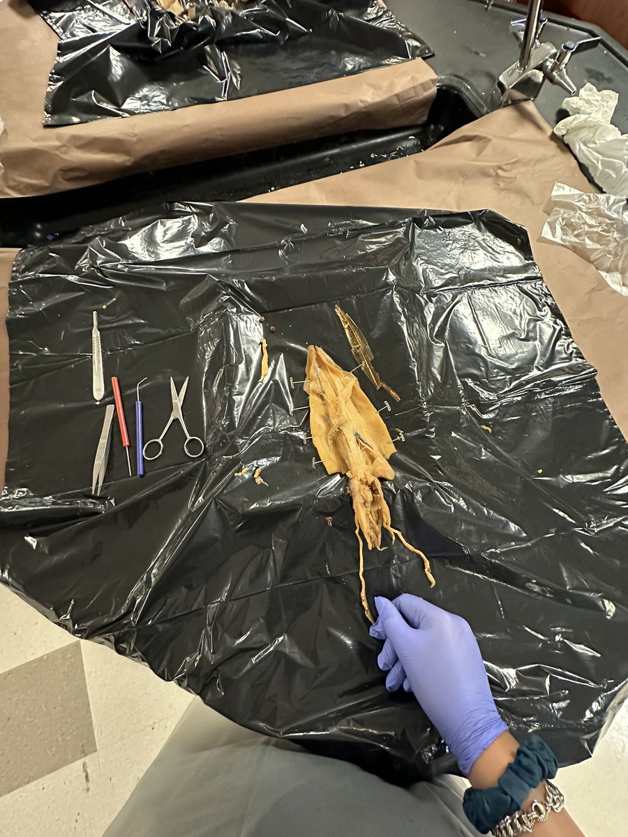 Tuesday was a very crazy day because for the first time we practiced with a real squid 😜 #Perrysclass #Humbleisd #Aquaticscience #Humblehighschool