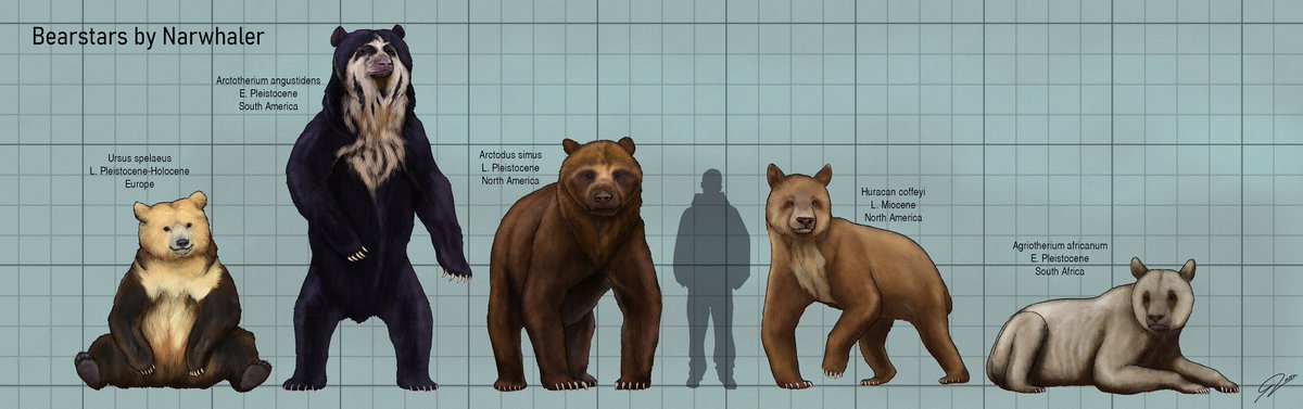 Got commissioned some cool extinct bears, shown here in a size chart, agriotherines are specially interesting! (cursorial predatory pandas, what's not to love there?) #paleoart