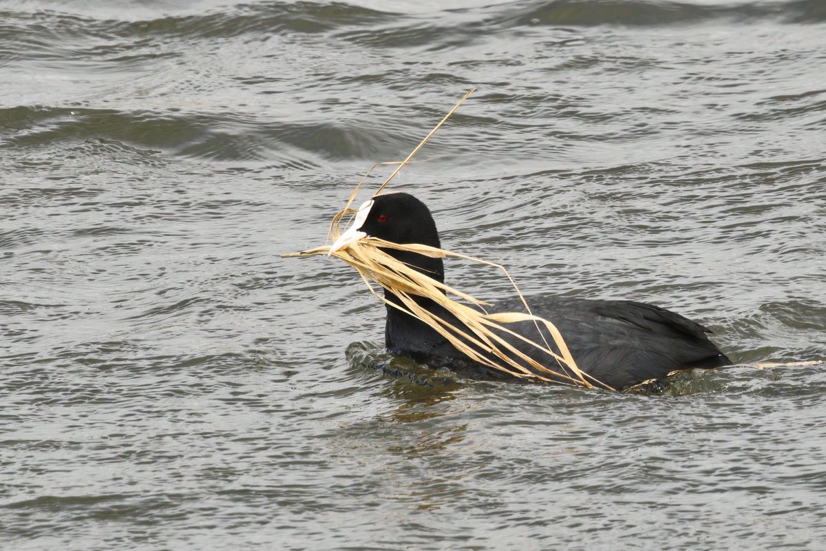 Coot at @NorthCaveWet - thanks to Dave Dennis for this photo of some nest building in action! 😍