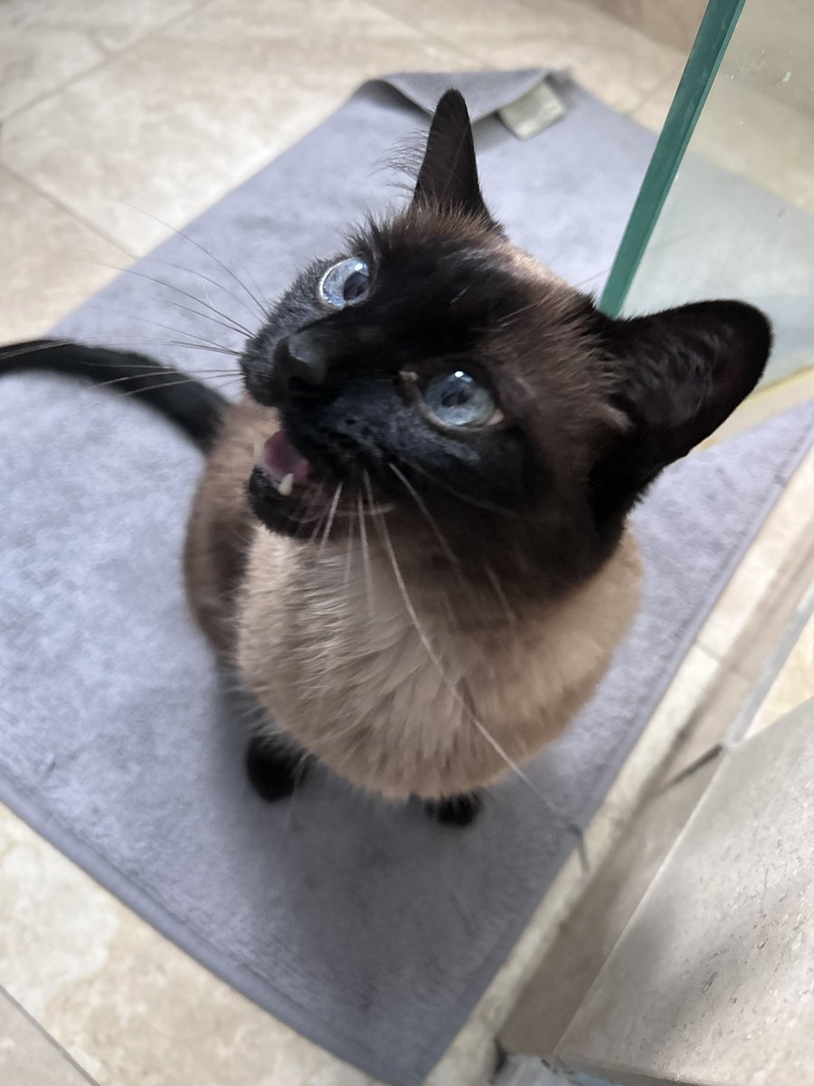 I love my Tonkinese cat, but sometimes I wonder if there’s a support group for Tonk staff members out there. Here is the Tonk, caught mid scream. She speaks scream and rasps.