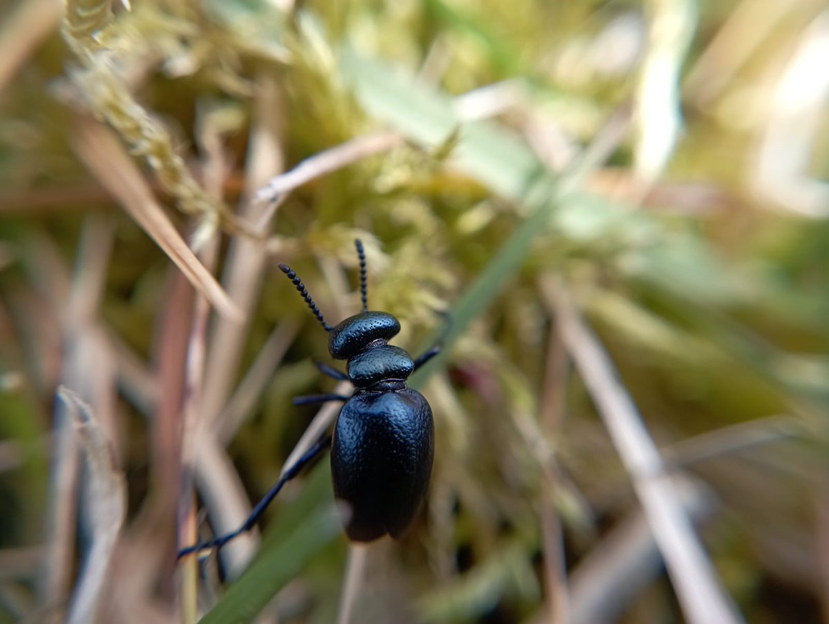 SotE Officer Sally will be hopping around the Hebrides over the next few months surveying the iconic short-necked oil beetle. And she's found her 1st of the season! It's a busy time, but a @CalMacFerries breakfast followed by finding 1 of these beauties isn't a bad day at all ⛴️