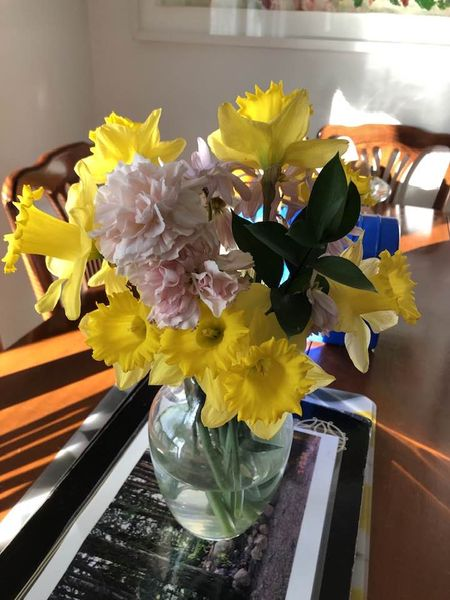 The garden is awash with daffodils. So I cut some for indoors.