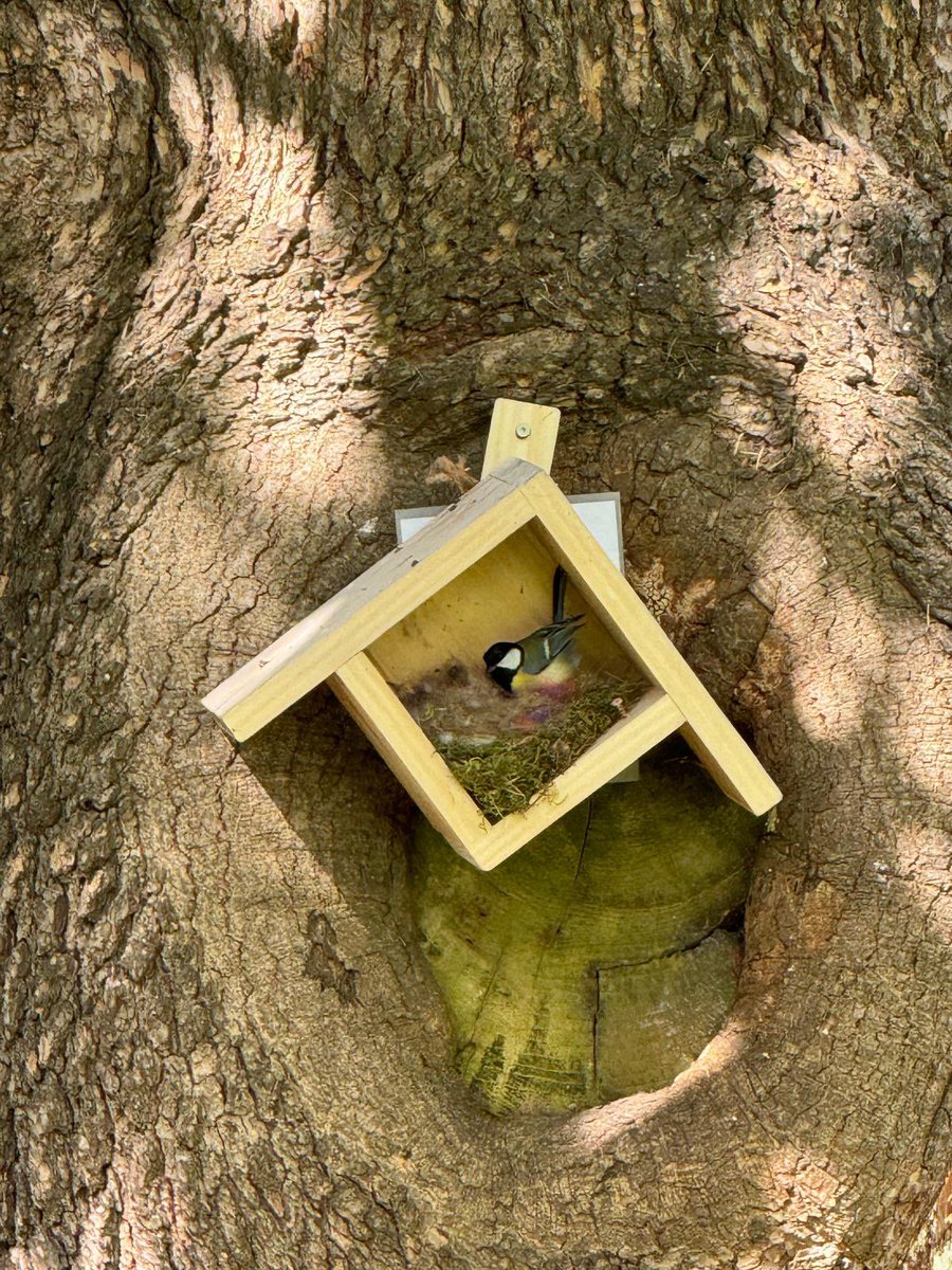 Yesr 5 were delighted to be able to view our new residents at forest school this afternoon. Using binoculars to get a closer look at the nesting birds. our very own Ewell Castle Springwatch 🐣@BBCSpringwatch @EwellCastleHead @EwellCastleUK
