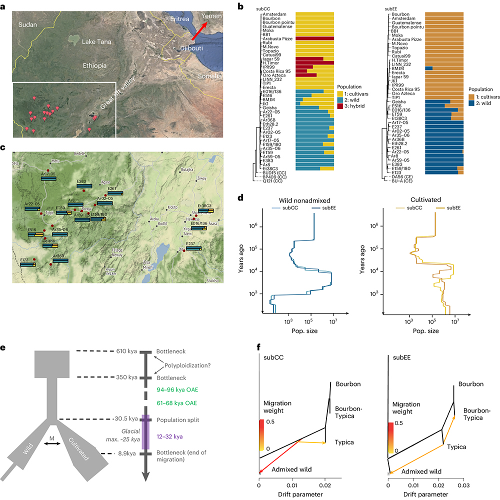 A study in @NatureGenet provides insights into the genetic history of Coffea arabica, which accounts for approximately 60% of coffee products worldwide. go.nature.com/4aFaOM2