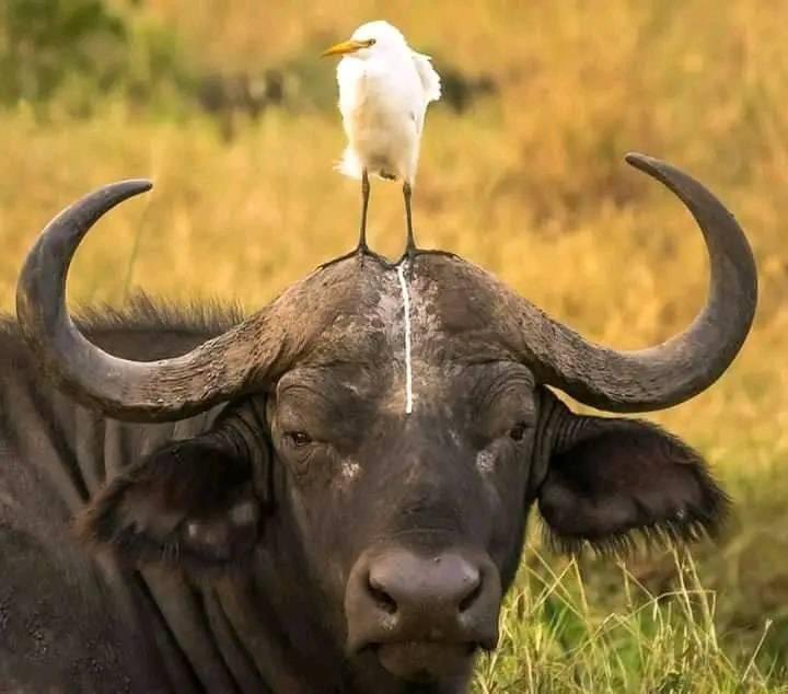 Below is an oxpecker perched on the head of a water buffalo.

Oxpeckers are birds native to sub-Saharan Africa that have a symbiotic relationship with large mammals.
#IsraelIranConflict