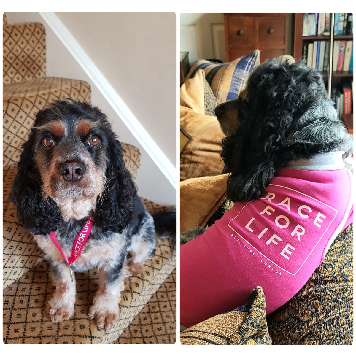 I've just signed up for my 20th <a href="/raceforlife/">Race for Life</a> with my trusty four-pawed pacer Delphi. We'll be running 10K together in Gloucester to raise funds for the AMAZING charity <a href="/CR_UK/">Cancer Research UK</a> 🏃‍♀️🏃‍♀️🏃‍♀️#raceforlife