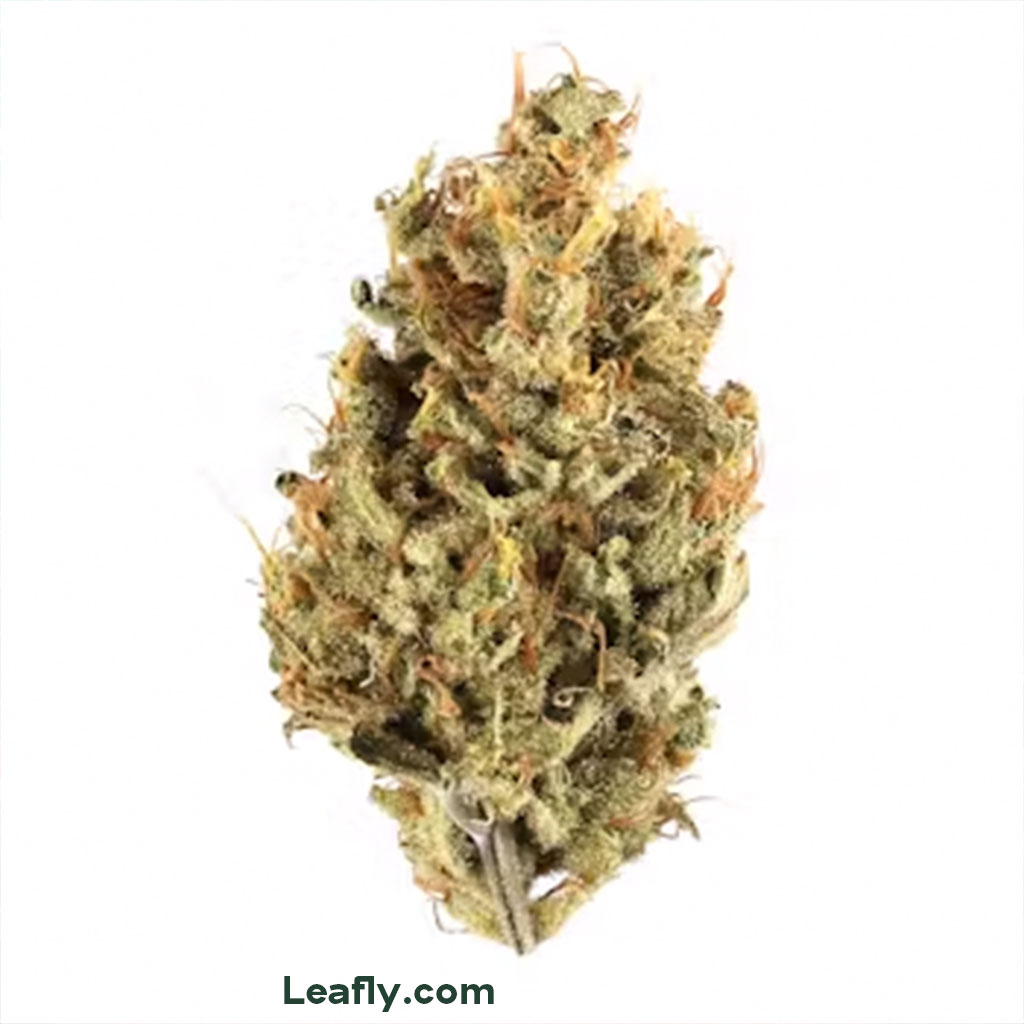 PotCultureMag's tweet photo. #StrainProfile: XJ-13! 🌟 A potent 22% THC, this hybrid offers a euphoric buzz perfect for social vibes and creative sparks. Revel in its citrus and earthy pine aroma as it lifts your spirits. Ready, set, blaze! #PotCultureMagazine #StonerFam #CannabisCommunity #CannabisCulture https://t.co/IECbTfaAVE