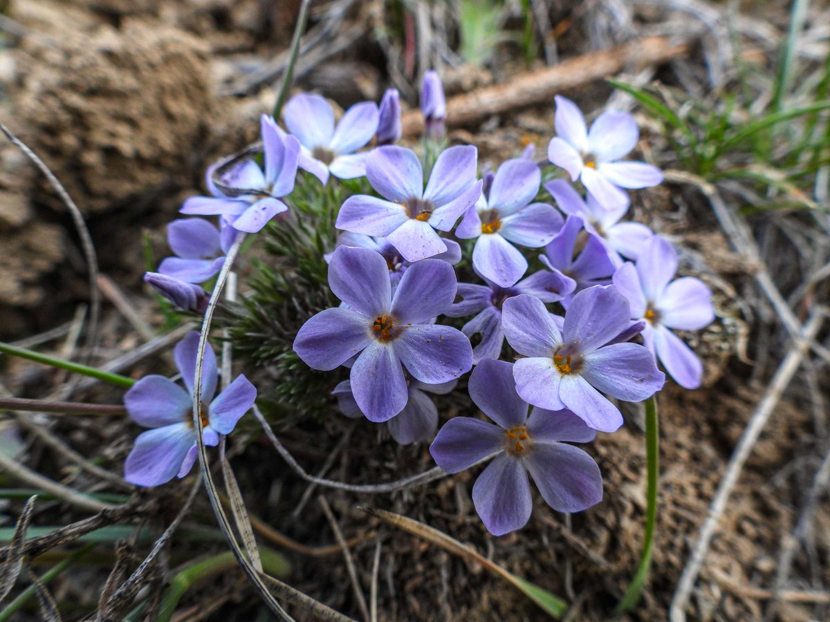 BLMWyoming's tweet photo. It’s official – a wildflower sighting this spring! Lisa Marks took this Spiny Phlox photo on Heart Mountain. #TrackTheBloom https://t.co/vLCyv1rHaR