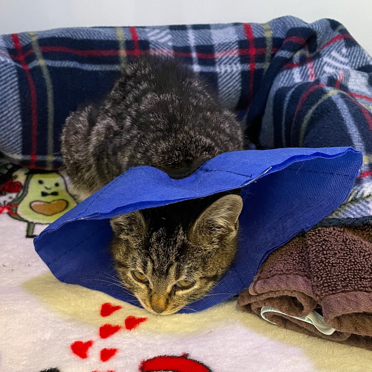 Tilly was deemed healthy when we took her in as an 8 w/o stray—but her health quickly declined. She was hospitalized for pneumonia, needing intensive care: oxygen therapy, intravenous antibiotics & nebulizer treatments. Please donate: tinyurl.com/3nhxudxm #kittenseason