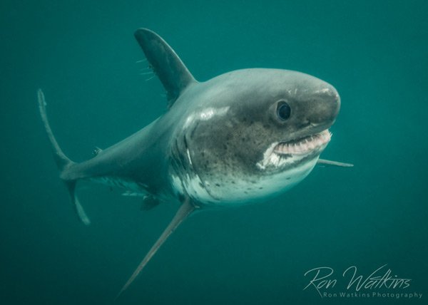 Salmon sharks have the nickname mini great white sharks because of the fact that both species look similar!