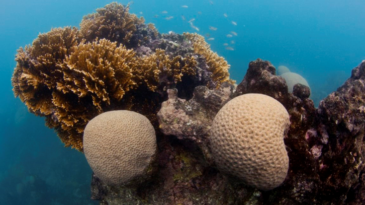 Aquecimento do oceano impacta distribuição de corais e ameaça espécies exclusivas da costa brasileira. 
Cientistas avaliam que espécies endêmicas relevantes à estrutura dos recifes apresentam menores chances [...]. Saiba mais: abori.com.br/oceanografia/a…

@abcdusp @borinasredes