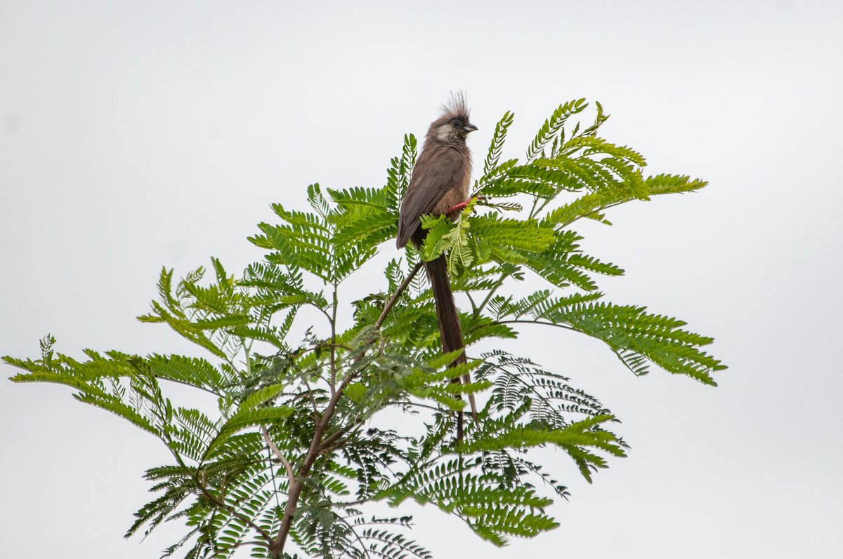 paulobuna's tweet photo. Birds Of Rongai
1. Red-collared Widowbird
2. Speckled Mousebird
3. Hadada Ibis
4. Willow Warbler (last of the winter migrants)
#BirdsOfRongai #BirdsOfKenya #Birding #Birds #BirdsSeenIn2024 #BirdWatching #BirdingAtHome https://t.co/ygQLjjd0Rg