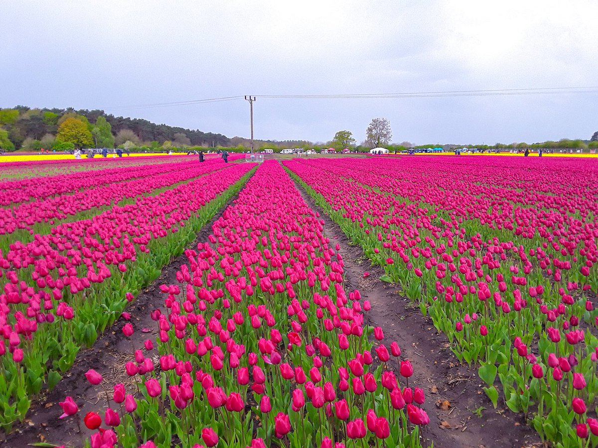 A couple more from the tulip field in Hillington today, fabulous colours even on a wet day @WeatherAisling @itvanglia @itvweather #LoveUKWeather 🌷🌷🌷