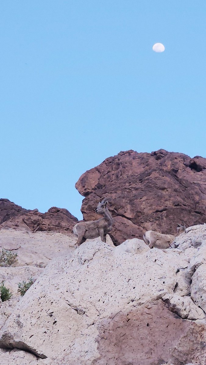 lev_social's tweet photo. Kingman Wash to Hoover Dam is one of my favorite places to Kayak near Las Vegas.  No donkeys this time but we did see several big horn sheep.  #jeepgirl #jeep #kayak #kingmanwash #hooverdam #kayaklasvegas #bighornsheep #thisisnevada https://t.co/2NvXEiXrh9