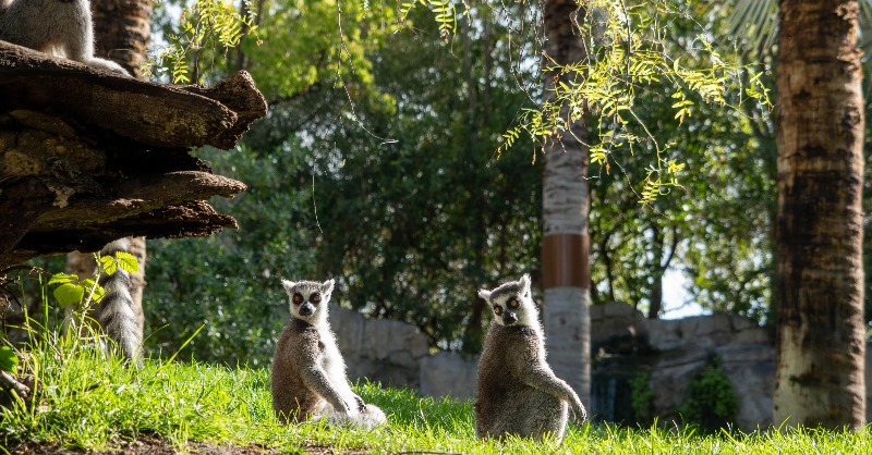 Bioparc tweet picture