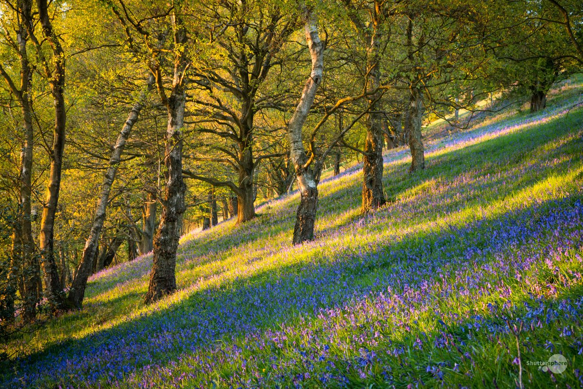 Visiting the Hills for the bluebell displays?  You'll find lots of blooms at this time of year.

Please take care to stick to the paths as you admire the blooms so it's looking good for future visitors.

We'd love to see your photos from the #MalvernHills this weekend!