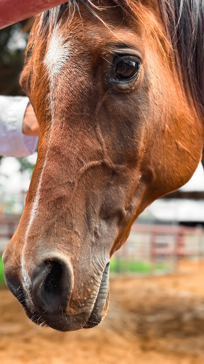 57ud1's tweet photo. 🐎 https://t.co/eszebWIQEj