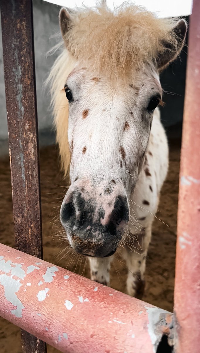57ud1's tweet photo. 🐎 https://t.co/eszebWIQEj