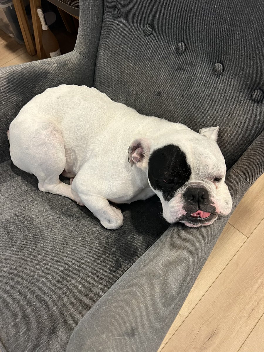 Looking to help re home Frankie, 6 yr old English bulldog. Current family is having a baby and cannot take care of him anymore. He has been having GI issues but recently he has been has been making progress. Do you know anyone who might be able to take him?