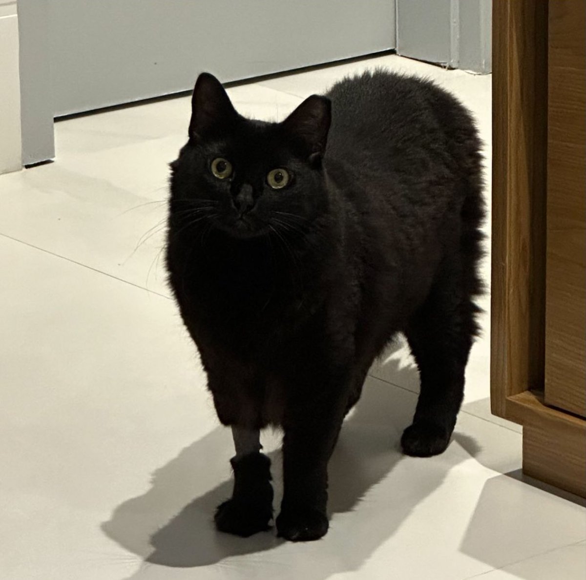 gatinarios's tweet photo. a meia quando perde o elástico e fica caindo https://t.co/7X7fvHCWP1