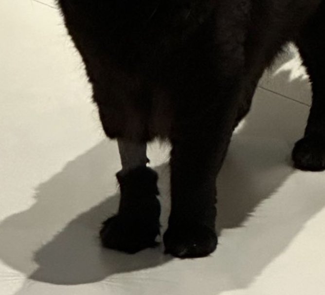 gatinarios's tweet photo. a meia quando perde o elástico e fica caindo https://t.co/7X7fvHCWP1