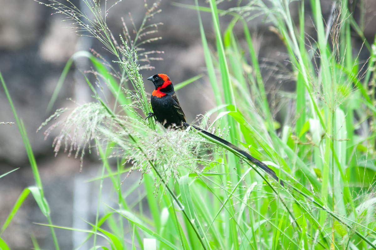 paulobuna's tweet photo. Birds Of Rongai
1. Red-collared Widowbird
2. Speckled Mousebird
3. Hadada Ibis
4. Willow Warbler (last of the winter migrants)
#BirdsOfRongai #BirdsOfKenya #Birding #Birds #BirdsSeenIn2024 #BirdWatching #BirdingAtHome https://t.co/ygQLjjd0Rg