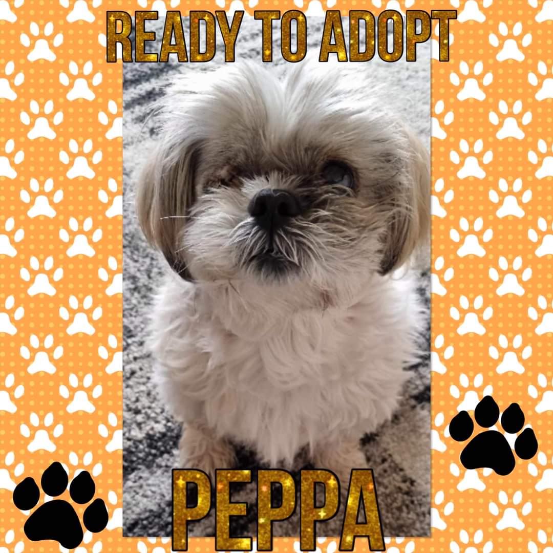 PEPPA IS NOW AVAILABLE FOR ADOPTION. Please read Peppa's write up, criteria and adoption process BEFORE filling in an application of interest in the link below. ** Please note incomplete forms will be automatically rejected ** cognitoforms.com/ShihTzuActionR… #shihtzuactionrescue #dogs