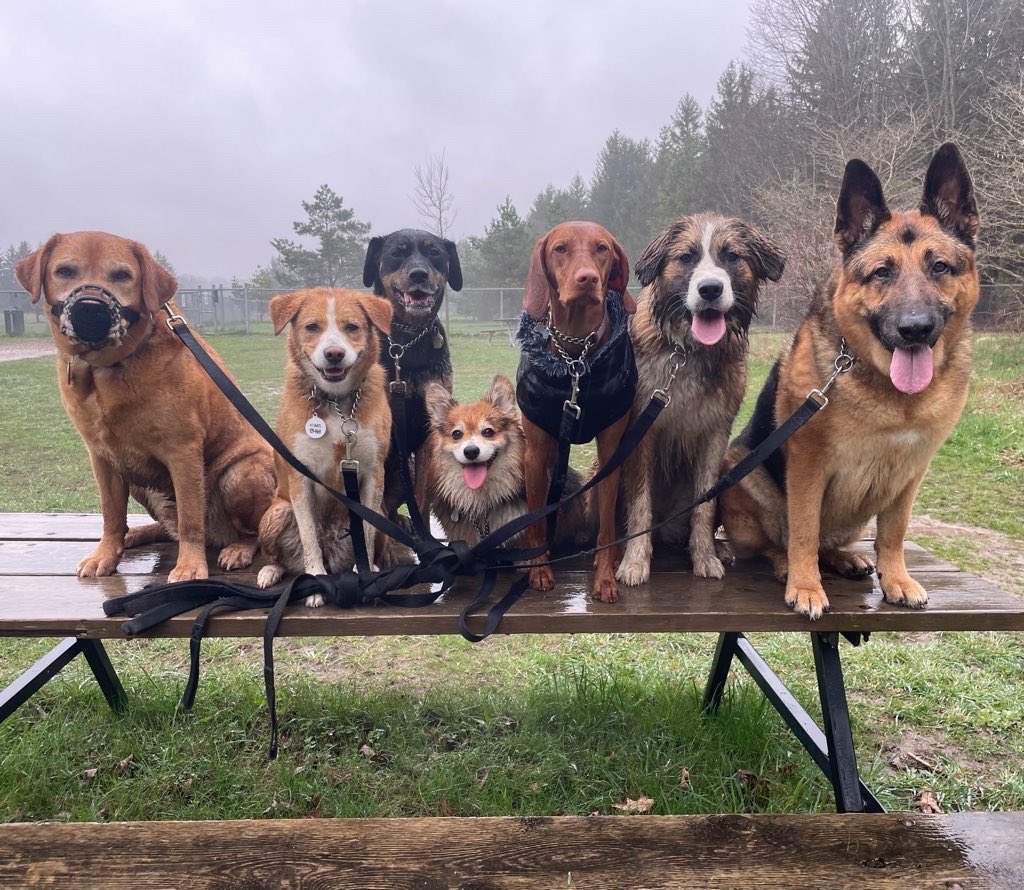 As always, Delta just looks happy to be included in the big dog group in the pictures from her dog walker. 
<a href="/dog_rates/">WeRateDogs</a>