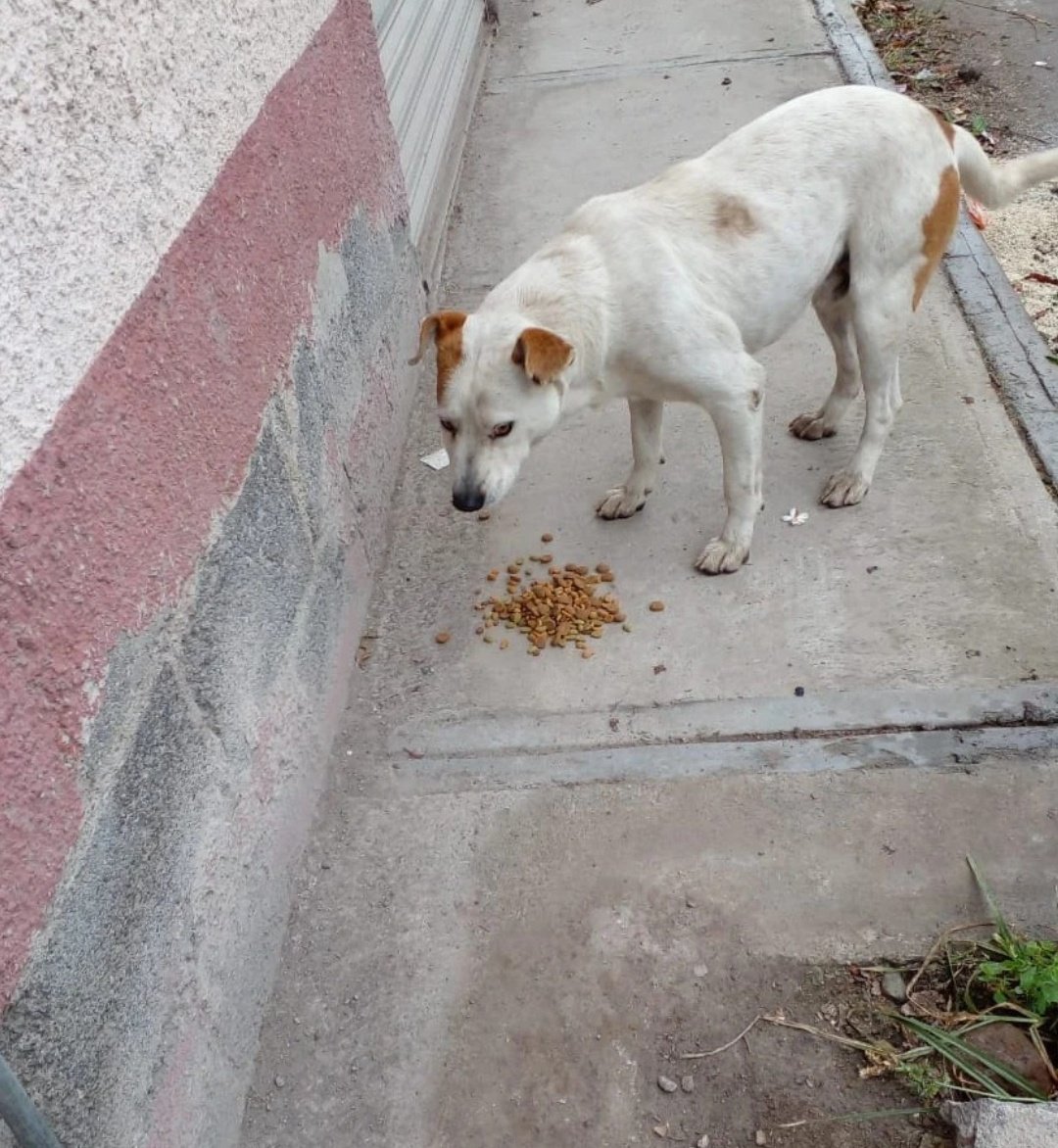 🆘 URGEN HOGARES TEMPORALES🆘 Esterilizar, resguardar, alimentar o simplemente ayudar. Es tarea de todos cambiar estas imágenes que vemos todos los días. Si quieres ser parte de este equipo brindando hogar temporal, envíanos un mensaje directo.Por favor comparte 🙏 @carolhsolis