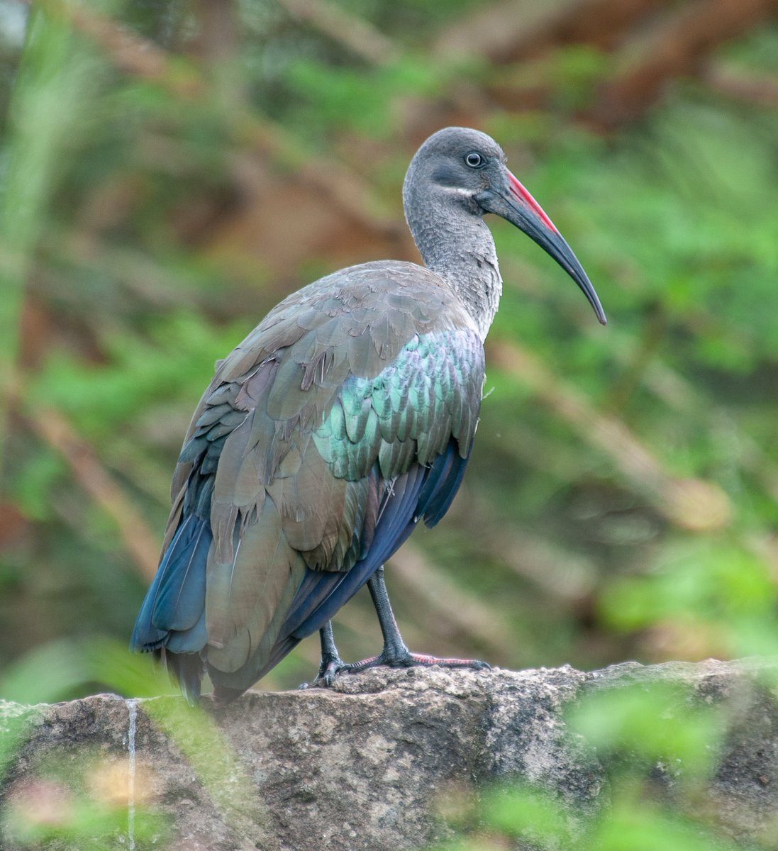 paulobuna's tweet photo. Birds Of Rongai
1. Red-collared Widowbird
2. Speckled Mousebird
3. Hadada Ibis
4. Willow Warbler (last of the winter migrants)
#BirdsOfRongai #BirdsOfKenya #Birding #Birds #BirdsSeenIn2024 #BirdWatching #BirdingAtHome https://t.co/ygQLjjd0Rg