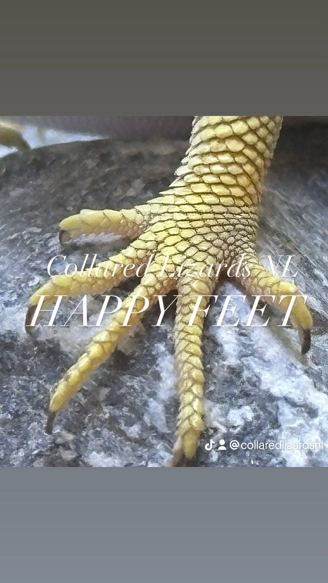 Crotaphytus_BVR's tweet photo. Happy Feet’s 
Baileyi VS Dickersonae 🫶🏻💕
#crotaphytus 
#crotaphytuscollarisbailwyi #crotaphtusdickersonae #halsbandleguaan
#collaredlizards #halsbandleguane #CollaredLizardsNL 
#クビワトカゲ
#キガシラクビワトカゲ
#首輪蜥蜴 #feet 
#爬虫類 #happyfeets https://t.co/pfACS9yqgw