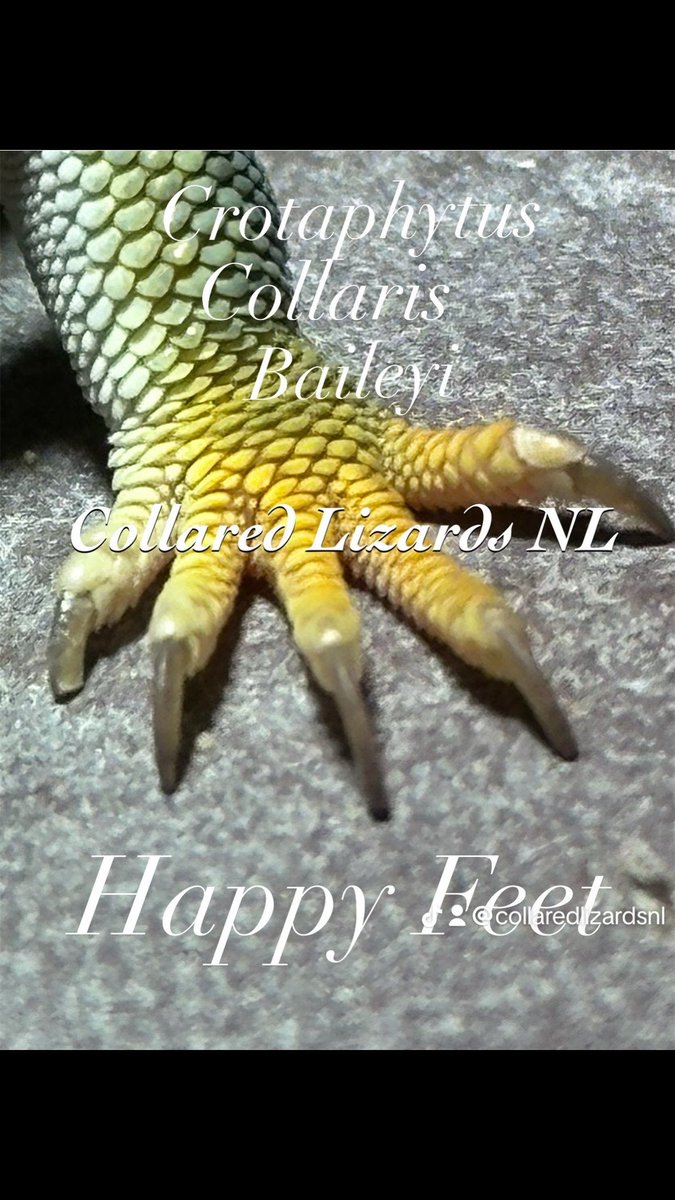 Crotaphytus_BVR's tweet photo. Happy Feet’s 
Baileyi VS Dickersonae 🫶🏻💕
#crotaphytus 
#crotaphytuscollarisbailwyi #crotaphtusdickersonae #halsbandleguaan
#collaredlizards #halsbandleguane #CollaredLizardsNL 
#クビワトカゲ
#キガシラクビワトカゲ
#首輪蜥蜴 #feet 
#爬虫類 #happyfeets https://t.co/pfACS9yqgw