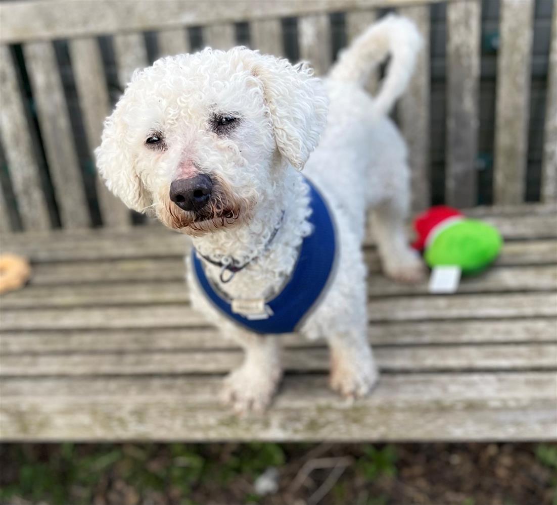 Please retweet to help Ollie find a home #LANCASHIRE #UK
🔷AVAILABLE FOR ADOPTION, - COMMITTED HOME NEEDED, REGISTERED BRITISH CHARITY 🔷
'This is Ollie, he is a 7 year old Bichon frise cross. He originally came in to Bleakholt when his owner sadly passed away. 
Since being at
