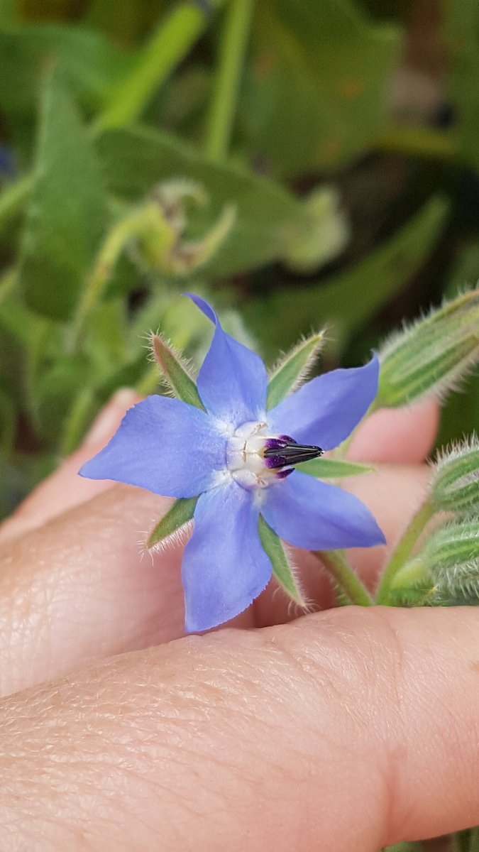 AinoaBoyd's tweet image. #AllWelcomed