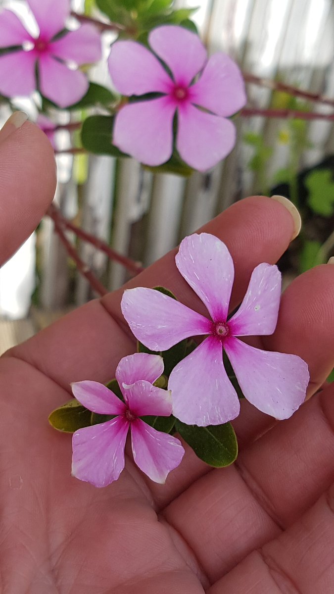 AinoaBoyd's tweet image. #AllWelcomed