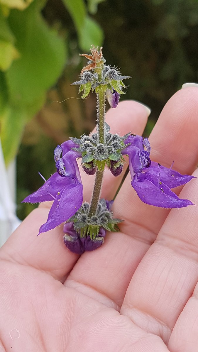 AinoaBoyd's tweet image. #AllWelcomed