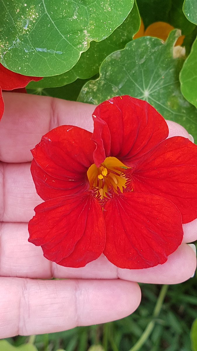 AinoaBoyd's tweet image. #AllWelcomed