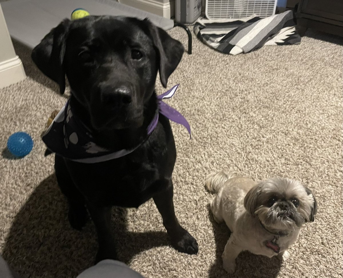 Our fur babies. #furbabies #dogs #blacklab #shihitzu