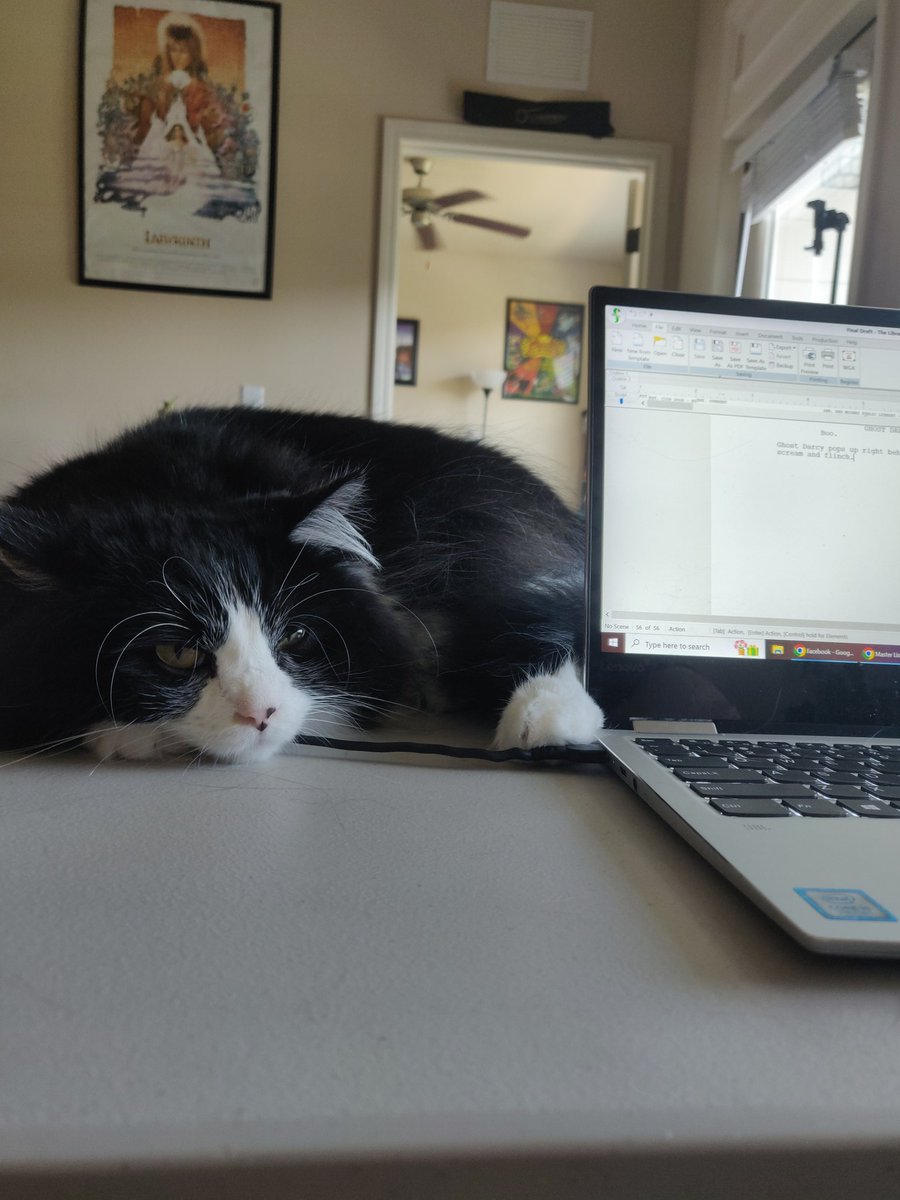 My cowriter thinks our screenplay suffers from a lack of cats.