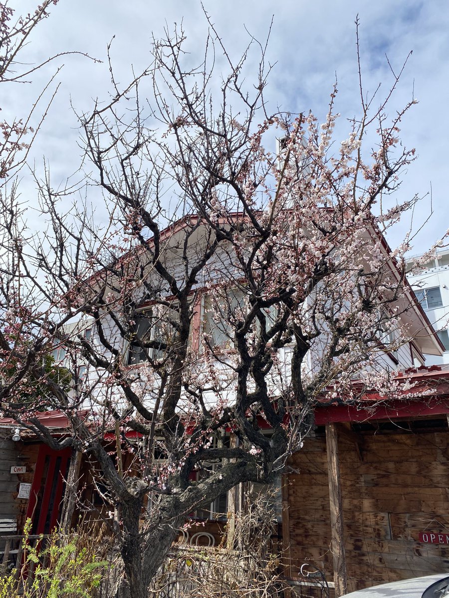 @perfectdelices テリーヌとスコーンとドゥーブルフロマージュと🌸🌸🌸🌸🌸🌸🌸もうどれもヨダレが出て美味しそうすぎて選べません🤤🤤🤤🤤
こちらはやっと桜咲き始めました🌸これからお花見ーの季節なのに明日最高8度とか死ぬ😇以上いらん報告でした😇