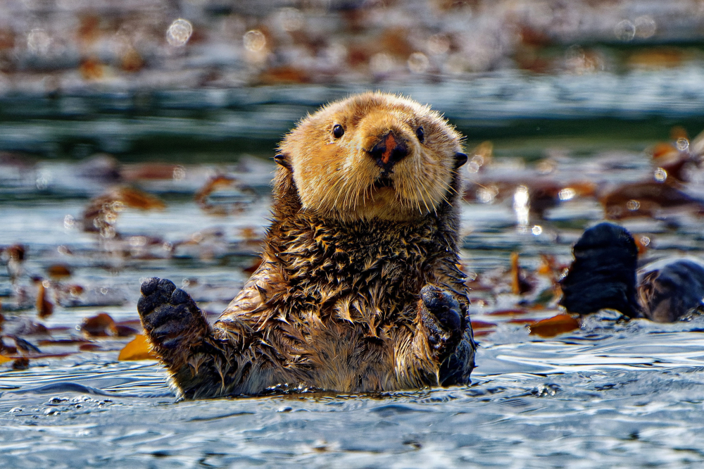 #DYK: Sea otters help maintain kelp forests by eating sea urchins, which graze on kelp.🦦

📷: Dale Paul /Can Geo Photo Club

#sharecangeo #wildlife #wildlifephotography