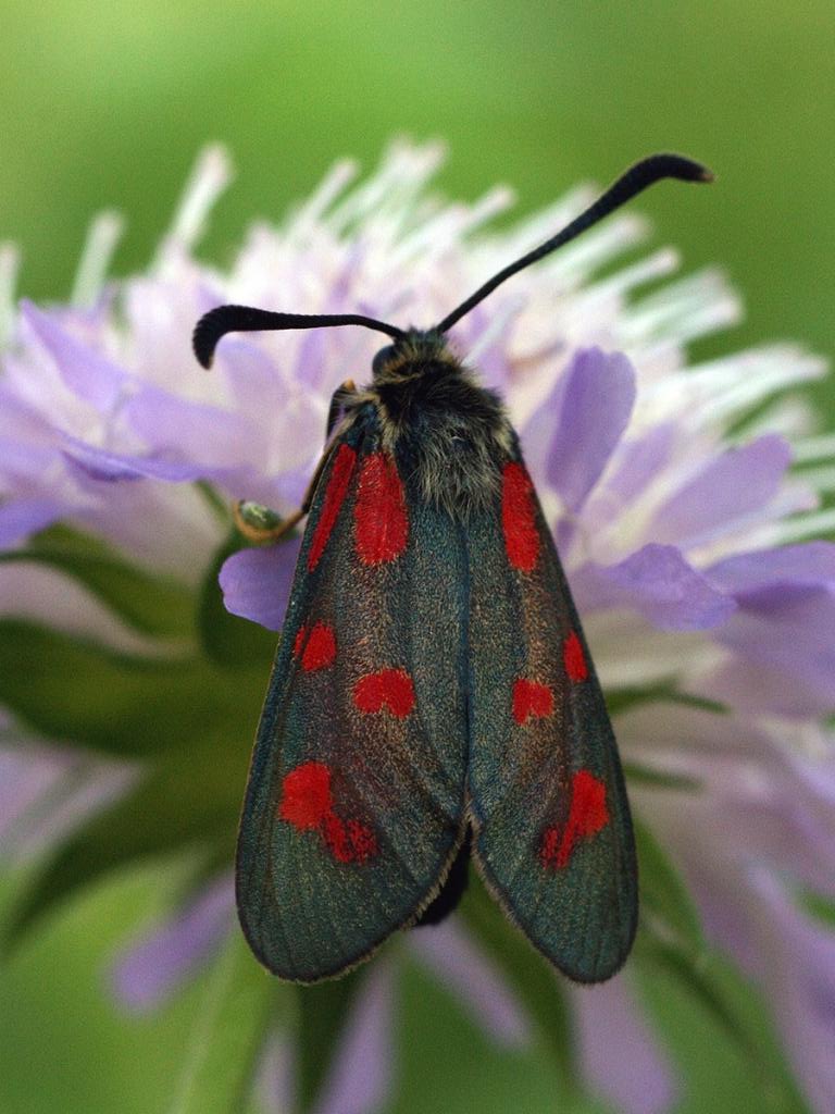 Time to (work) party! 🎉 Join SotE Argyll & Inner Hebrides Officer, Liz, for a 2-day work party to remove scrub encroachment from a rare Slender Scotch Burnet site on Mull. 📆 26 & 27 April, 10am - 4pm All the details 👇 butterfly-conservation.org/events/slender… 📸 Ilia Ustyantsev